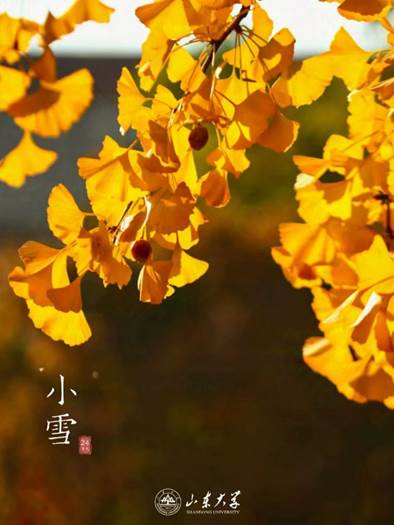 黄色的花 描述已自动生成